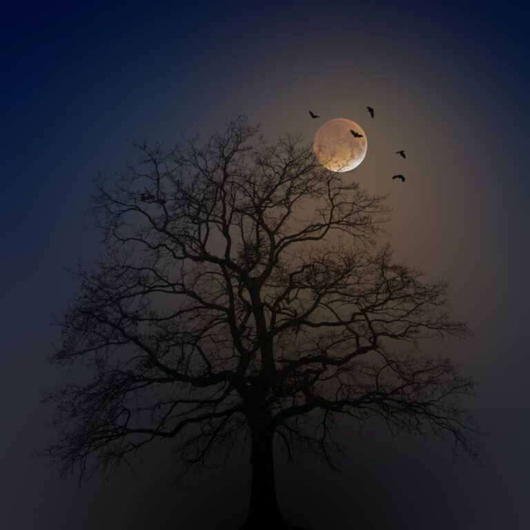 silhouette of tree during night